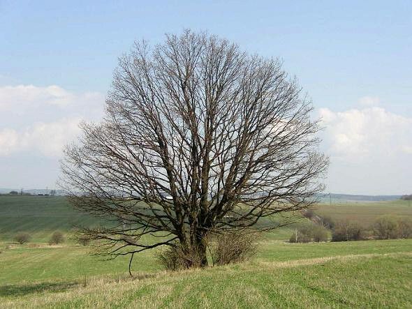 Památný strom soliterní dub - Bruntál
