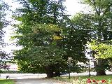Zmek Bludov - pamtn strom
